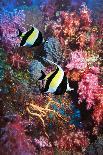 Euphyllid coral, Derawan Islands, Indonesia-Georgette Douwma-Photographic Print