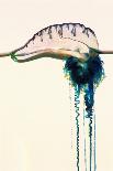 Portuguese Man-of-war-Georgette Douwma-Photographic Print