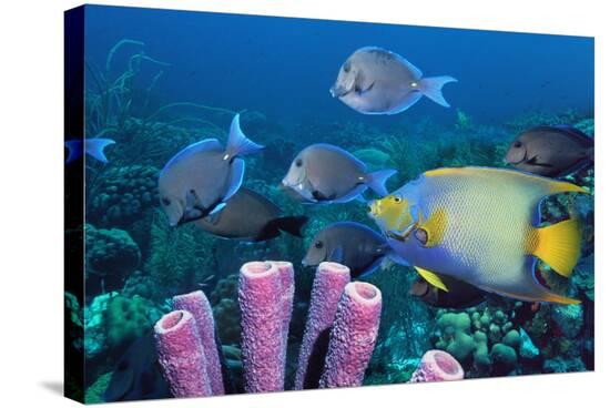 Stretched Canvas Print, , large