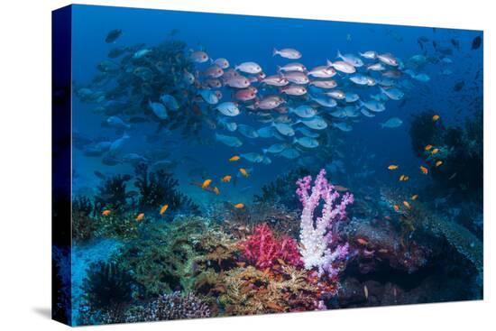 Stretched Canvas Print, , large