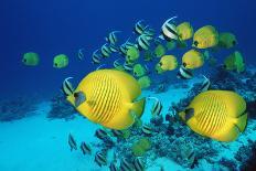 School of Butterfly Fish Swimming on the Seabed-Georgette Douwma-Photographic Print