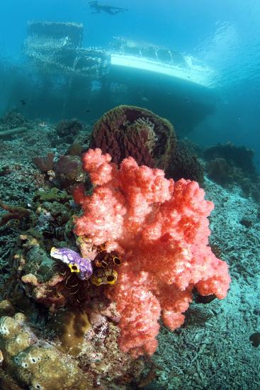 Photographic Print, , large