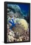 Essential Black