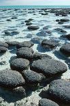 Stromatolites-Georgette Douwma-Photographic Print