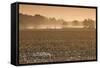 Georgia, Americus, Cotton Field at Dawn-Walter Bibikow-Framed Stretched Canvas