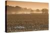 Georgia, Americus, Cotton Field at Dawn-Walter Bibikow-Stretched Canvas