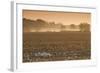 Georgia, Americus, Cotton Field at Dawn-Walter Bibikow-Framed Photographic Print