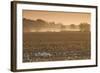 Georgia, Americus, Cotton Field at Dawn-Walter Bibikow-Framed Photographic Print