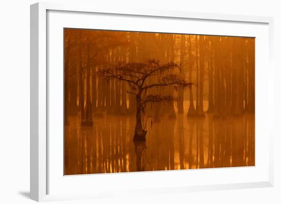 Georgia, Autumn, Cypress Trees in the Fog at George Smith State Park-Joanne Wells-Framed Photographic Print