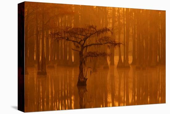 Georgia, Autumn, Cypress Trees in the Fog at George Smith State Park-Joanne Wells-Stretched Canvas