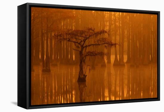 Georgia, Autumn, Cypress Trees in the Fog at George Smith State Park-Joanne Wells-Framed Stretched Canvas