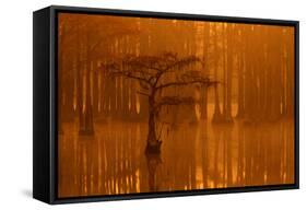 Georgia, Autumn, Cypress Trees in the Fog at George Smith State Park-Joanne Wells-Framed Stretched Canvas