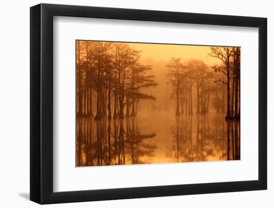 Georgia, Fall Cypress Trees in the Fog at George Smith State Park-Joanne Wells-Framed Photographic Print