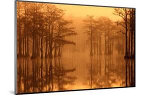 Georgia, Fall Cypress Trees in the Fog at George Smith State Park-Joanne Wells-Mounted Photographic Print