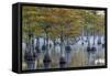 Georgia, George L. Smith State Park, Pond Cyprus in Early Morning Light-Judith Zimmerman-Framed Stretched Canvas