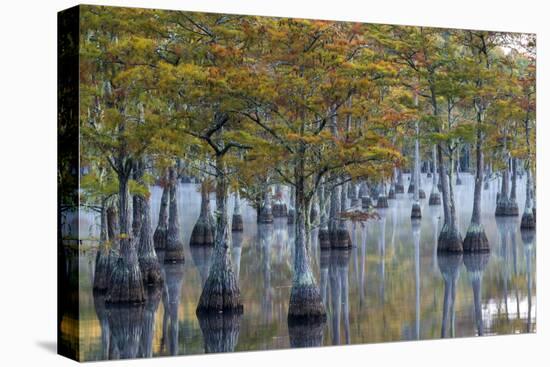 Georgia, George L. Smith State Park, Pond Cyprus in Early Morning Light-Judith Zimmerman-Stretched Canvas