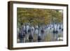 Georgia, George L. Smith State Park, Pond Cyprus in Early Morning Light-Judith Zimmerman-Framed Photographic Print