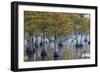 Georgia, George L. Smith State Park, Pond Cyprus in Early Morning Light-Judith Zimmerman-Framed Photographic Print