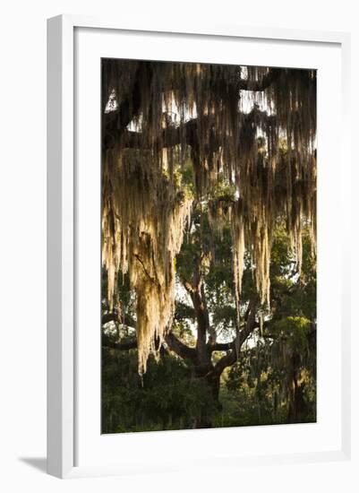 Georgia, Jekyll Island, Live Oak Trees-Walter Bibikow-Framed Photographic Print