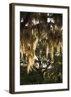 Georgia, Jekyll Island, Live Oak Trees-Walter Bibikow-Framed Photographic Print