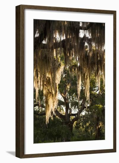 Georgia, Jekyll Island, Live Oak Trees-Walter Bibikow-Framed Photographic Print