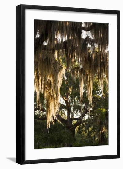 Georgia, Jekyll Island, Live Oak Trees-Walter Bibikow-Framed Photographic Print