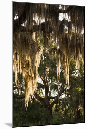 Georgia, Jekyll Island, Live Oak Trees-Walter Bibikow-Mounted Photographic Print