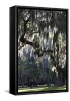 Georgia, Jekyll Island, Live Oak Trees-Walter Bibikow-Framed Stretched Canvas