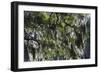 Georgia, Jekyll Island, Live Oak Trees-Walter Bibikow-Framed Photographic Print