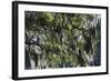 Georgia, Jekyll Island, Live Oak Trees-Walter Bibikow-Framed Photographic Print