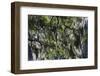 Georgia, Jekyll Island, Live Oak Trees-Walter Bibikow-Framed Photographic Print