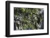 Georgia, Jekyll Island, Live Oak Trees-Walter Bibikow-Framed Photographic Print