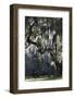 Georgia, Jekyll Island, Live Oak Trees-Walter Bibikow-Framed Photographic Print