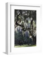 Georgia, Jekyll Island, Live Oak Trees-Walter Bibikow-Framed Photographic Print