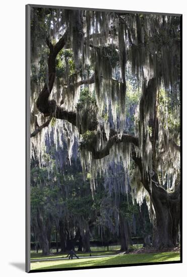 Georgia, Jekyll Island, Live Oak Trees-Walter Bibikow-Mounted Photographic Print