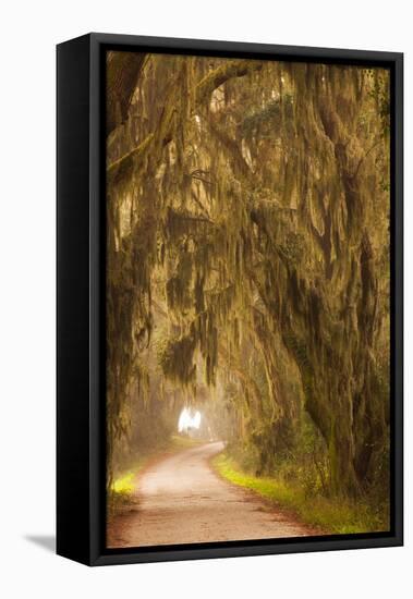 Georgia, Moss Draped Trees Along Laurel Hill Drive in the Savannah National Wildlife Refuge-Joanne Wells-Framed Stretched Canvas