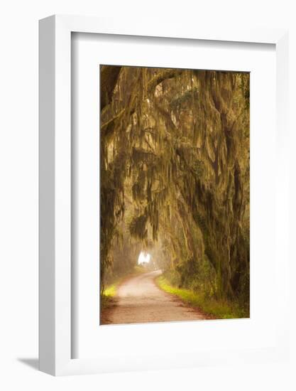 Georgia, Moss Draped Trees Along Laurel Hill Drive in the Savannah National Wildlife Refuge-Joanne Wells-Framed Photographic Print