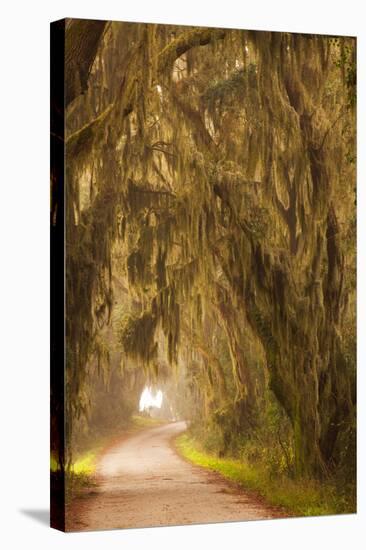 Georgia, Moss Draped Trees Along Laurel Hill Drive in the Savannah National Wildlife Refuge-Joanne Wells-Stretched Canvas