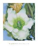 White Rose W/ Lakspur No.2-Georgia O'Keeffe-Art Print