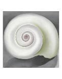 White Rose W/ Lakspur No.2-Georgia O'Keeffe-Art Print