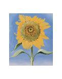 Sunflower, New Mexico, c.1935-Georgia O'Keeffe-Art Print