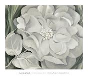 White Rose with Larkspur-Georgia O'Keeffe-Art Print