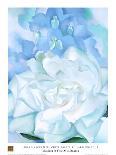 White Rose with Larkspur-Georgia O'Keeffe-Art Print