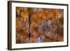 Georgia, Reflections of Fall Cypress Trees at George Smith State Park-Joanne Wells-Framed Photographic Print