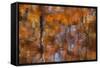 Georgia, Reflections of Fall Cypress Trees at George Smith State Park-Joanne Wells-Framed Stretched Canvas