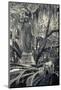 Georgia, Savannah, Bonaventure Cemetery-Walter Bibikow-Mounted Photographic Print