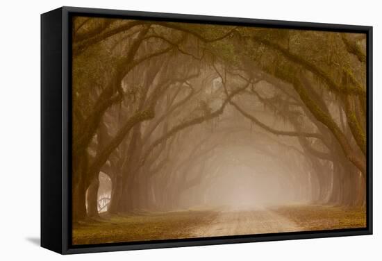 Georgia, Savannah, Fog and Oaks Along Drive at Wormsloe Plantation-Joanne Wells-Framed Stretched Canvas