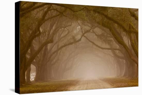 Georgia, Savannah, Fog and Oaks Along Drive at Wormsloe Plantation-Joanne Wells-Stretched Canvas