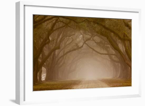 Georgia, Savannah, Fog and Oaks Along Drive at Wormsloe Plantation-Joanne Wells-Framed Photographic Print