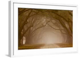 Georgia, Savannah, Fog and Oaks Along Drive at Wormsloe Plantation-Joanne Wells-Framed Photographic Print